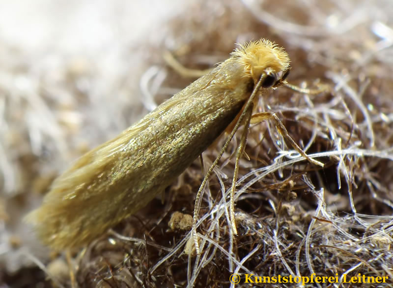 Kleidermotte Schmetterling