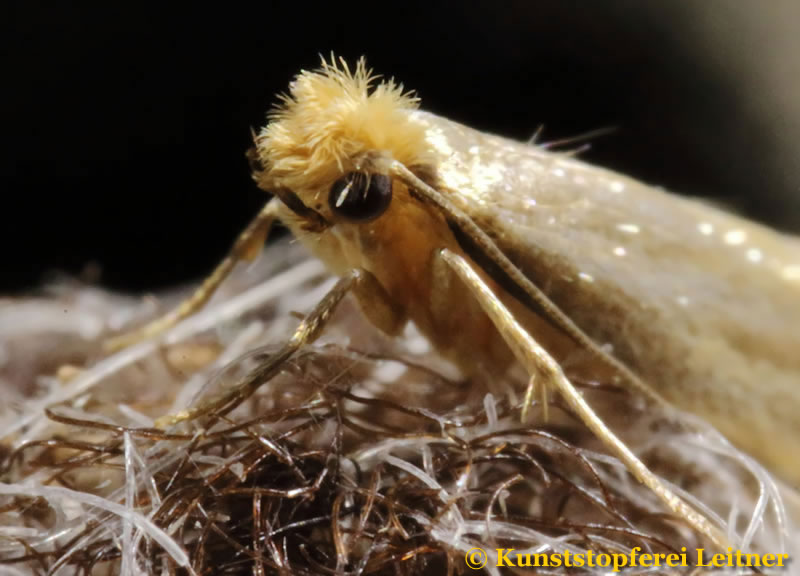 Kleidermotte Schmetterling