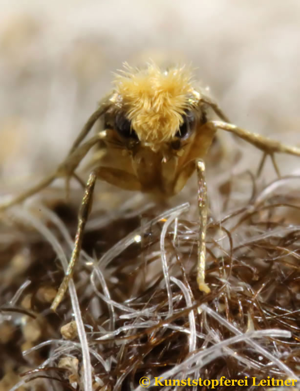 Kleidermotte Schmetterling